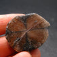 Andalusite Chiastolite Crystal From China - 1.4" - 22.12 Grams