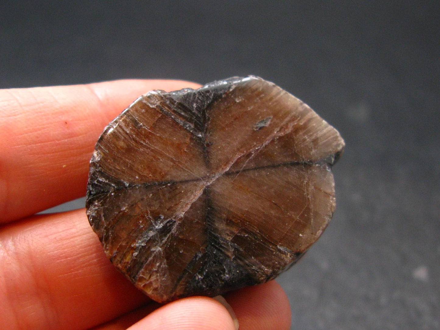 Andalusite Chiastolite Crystal From China - 1.4" - 22.12 Grams