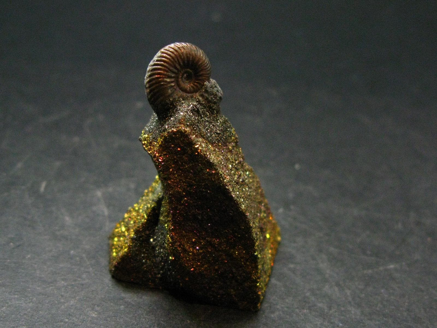 Pyritized Ammonite Fossil On Pyrite Matrix From Russia 150 MYO - 2.7" - 20.87 Grams