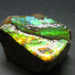 Ammolite Ammollite Fossil From Alberta Canada - 1.8" - 91.72 Grams