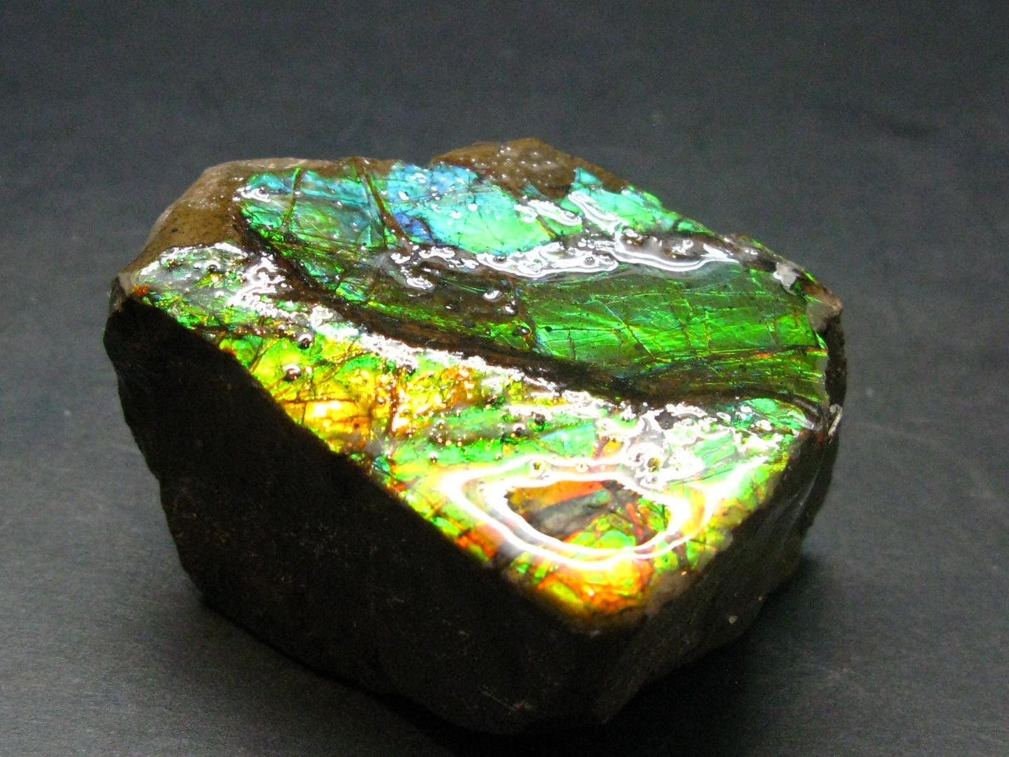 Ammolite Ammollite Fossil From Alberta Canada - 1.8" - 91.72 Grams