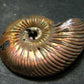 Pyritized Ammonite Fossil From Russia 150 MYO - 1.4" - 14.70 Grams