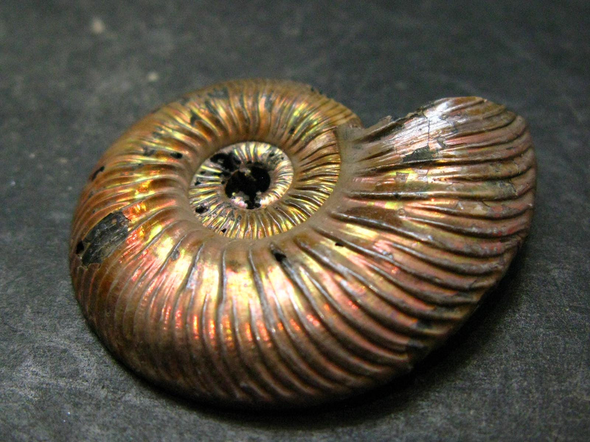Pyritized Ammonite Fossil From Russia 150 MYO - 1.4" - 14.70 Grams