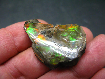 Ammolite Ammollite Fossil From Alberta Canada - 1.3" - 8.9 Grams