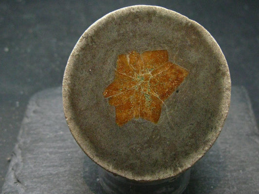 Glendonite (Ikaite after Calcite) Crystal From Russia - 2.0" - 95.33 Grams