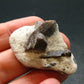 A Perfect Staurolite Crystal on Matrix from Russia - 1.5" - 10.91 Grams
