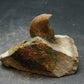 Pyritized Ammonite Fossil On Pyrite Matrix From Russia 150 MYO - 1.4" - 60.20 Grams