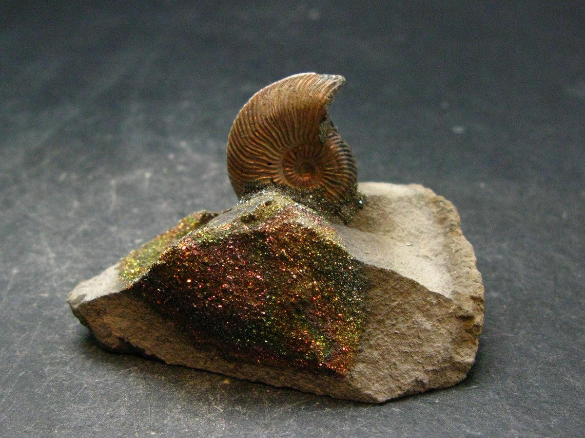Pyritized Ammonite Fossil On Pyrite Matrix From Russia 150 MYO - 1.4" - 60.20 Grams