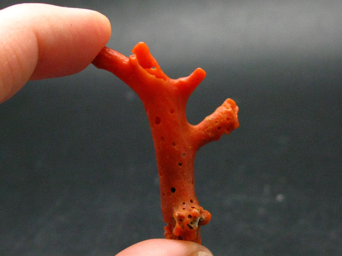 Rare Natural Red Coral From Italy - 1.8" - 2.77 Grams