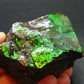 Ammolite Ammollite Fossil From Alberta Canada - 2.3" - 128.94 Grams