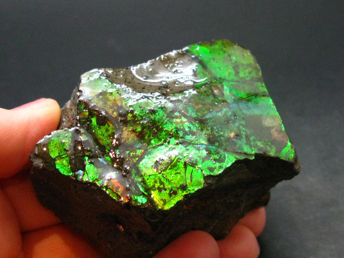 Ammolite Ammollite Fossil From Alberta Canada - 2.3" - 128.94 Grams