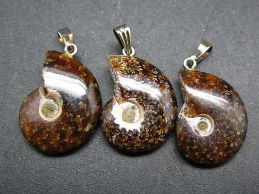 Lot of Three Natural Whole Polished Agatized Ammonite Cleoniceras Pendant from Madagascar