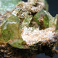 Rare Titanite Sphene Crystal Cluster From Madagascar - 3.3"