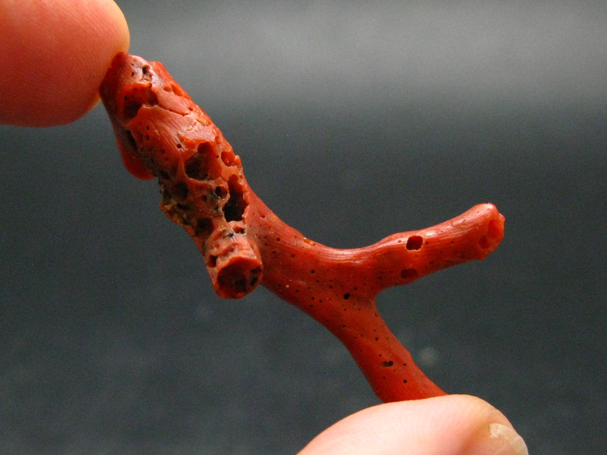Rare Natural Red Coral From Italy - 1.8" - 2.03 Grams