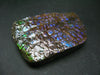 Ammolite Ammollite Fossil From Alberta Canada - 2.9" - 117.4 Grams