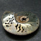 Pyritized Ammonite Fossil From Russia 150 MYO - 1.4" - 14.70 Grams