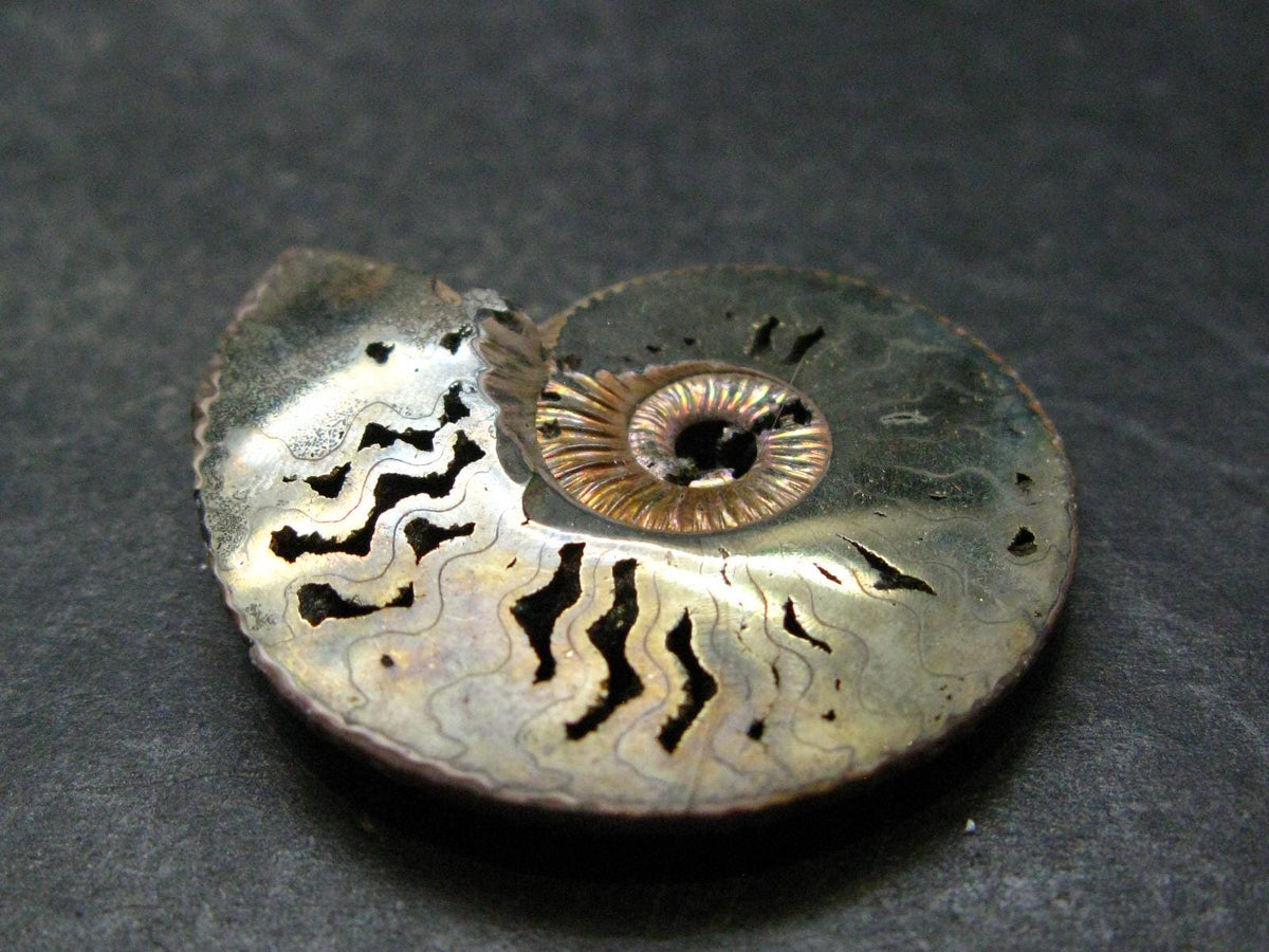 Pyritized Ammonite Fossil From Russia 150 MYO - 1.4" - 14.70 Grams
