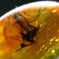 Insects in Amber Piece From Baltic Sea - 3.18 Grams - 1.1"