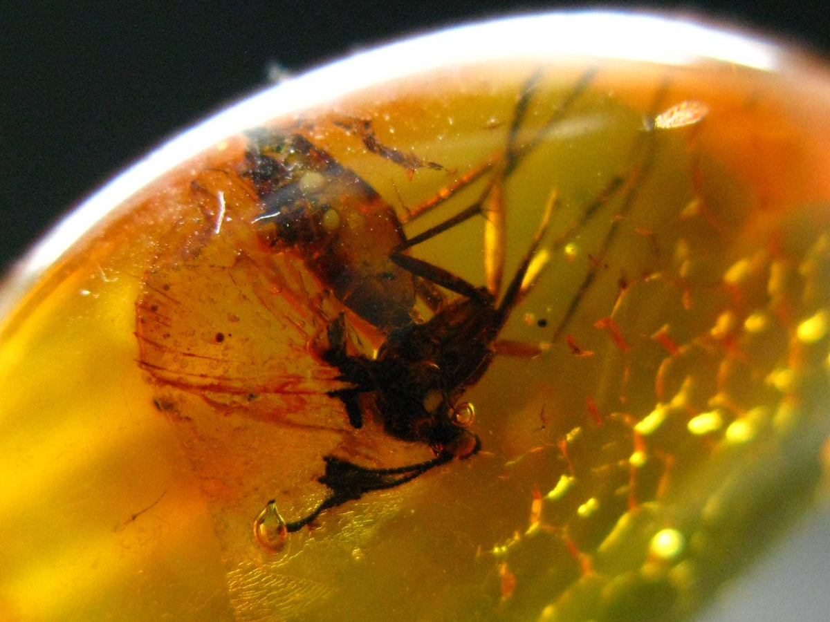 Insects in Amber Piece From Baltic Sea - 3.18 Grams - 1.1"