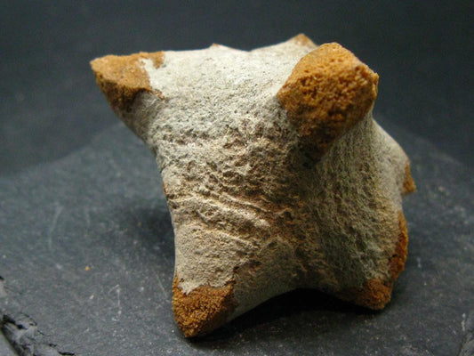 Glendonite (Ikaite after Calcite) Crystal From Russia - 2.5" - 87.86 Grams