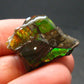 Ammolite Ammollite Fossil From Alberta Canada - 1.0" - 5.93 Grams