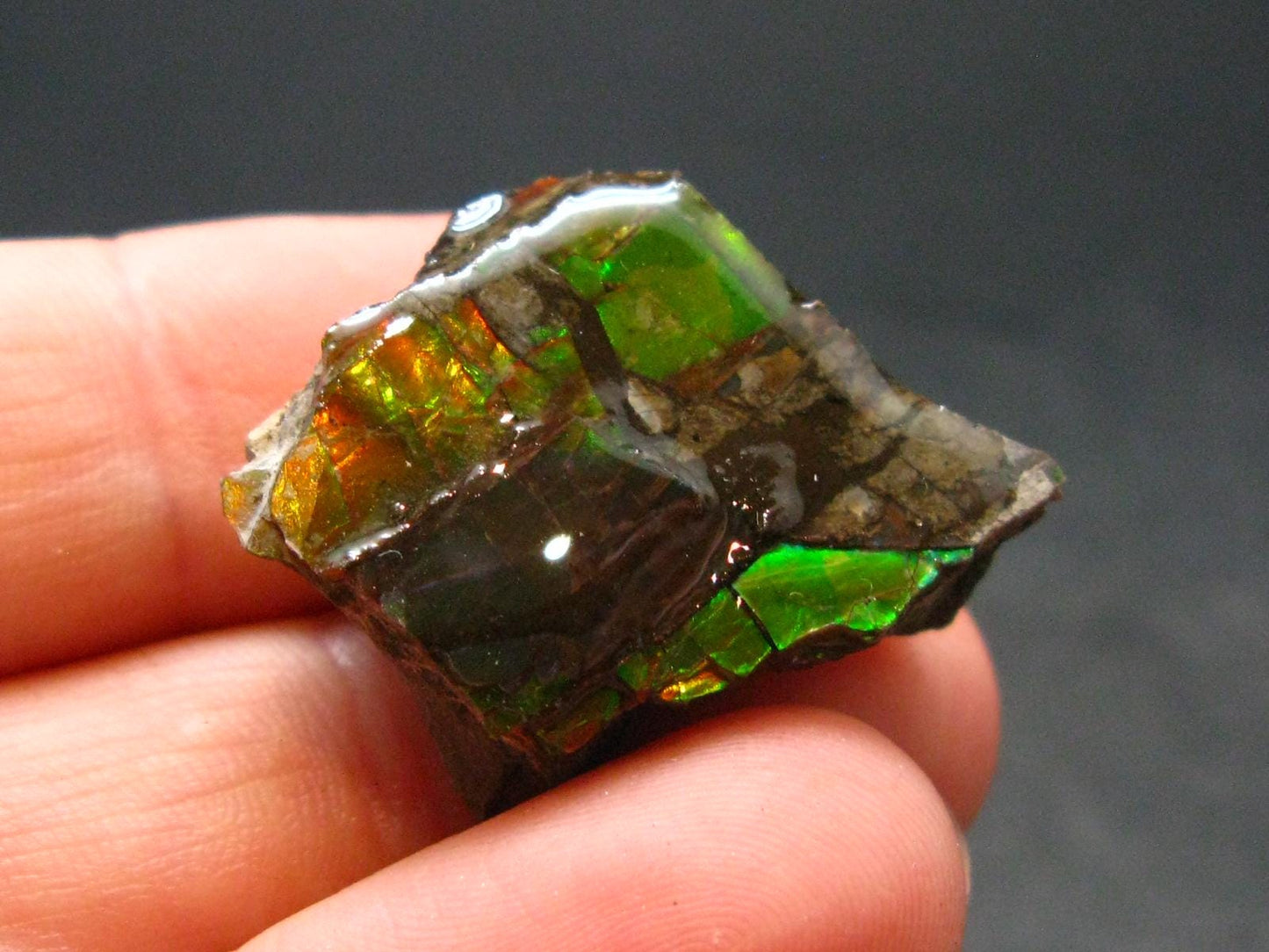 Ammolite Ammollite Fossil From Alberta Canada - 1.0" - 5.93 Grams