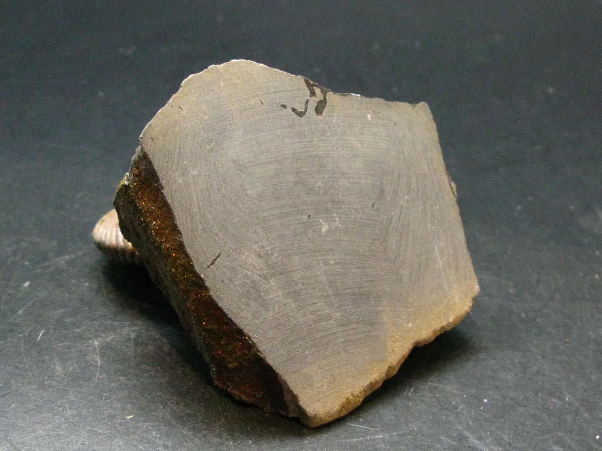 Pyritized Ammonite Fossil On Pyrite Matrix From Russia 150 MYO - 2.4" - 141.74 Grams