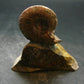 Pyritized Ammonite Fossil On Pyrite Matrix From Russia 150 MYO - 2.7" - 95.04 Grams