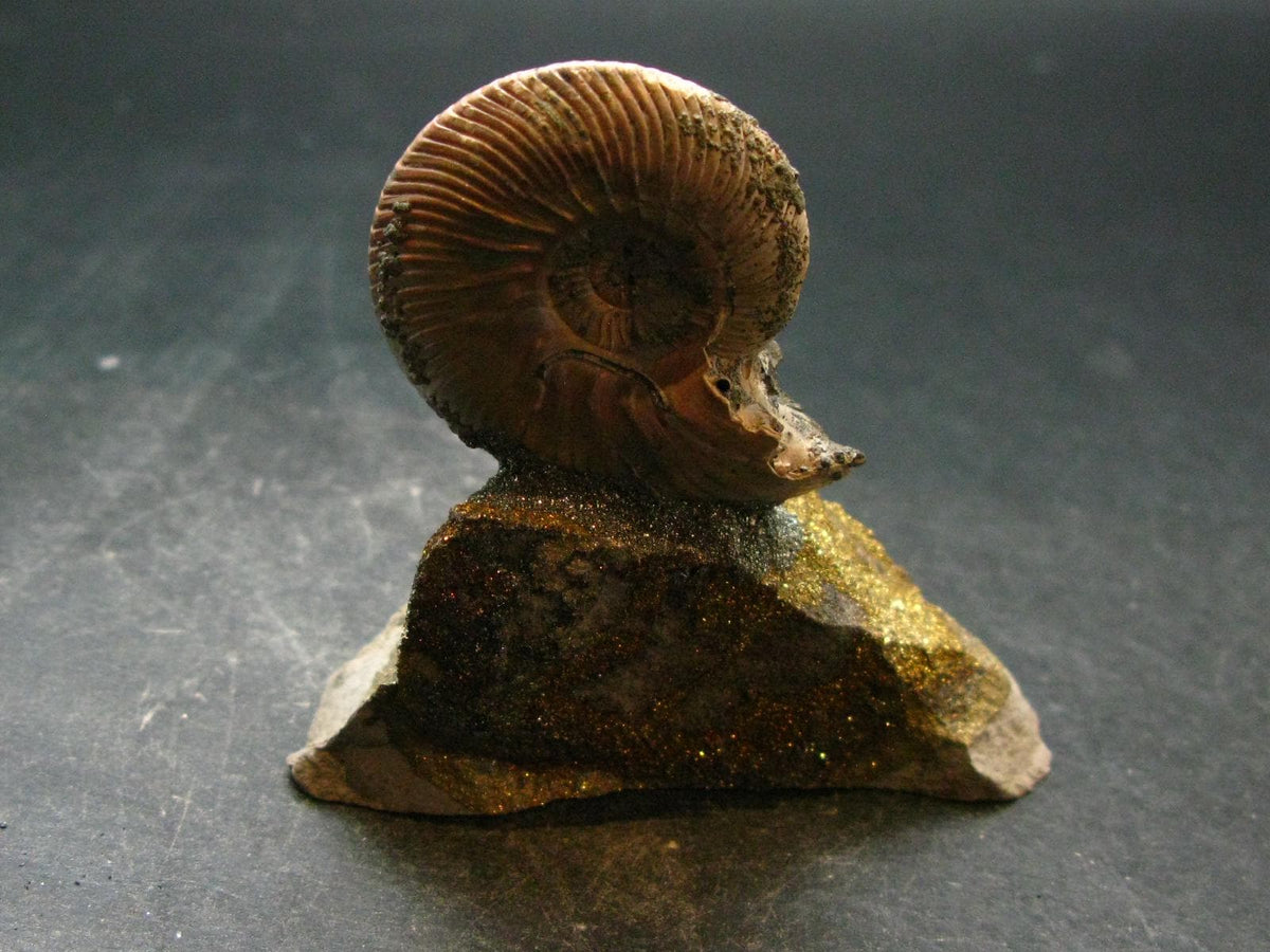 Pyritized Ammonite Fossil On Pyrite Matrix From Russia 150 MYO - 2.7" - 95.04 Grams
