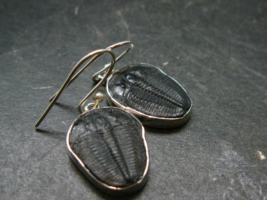 Trilobite Silver Earrings from USA - 1.3" - 4.08 Grams