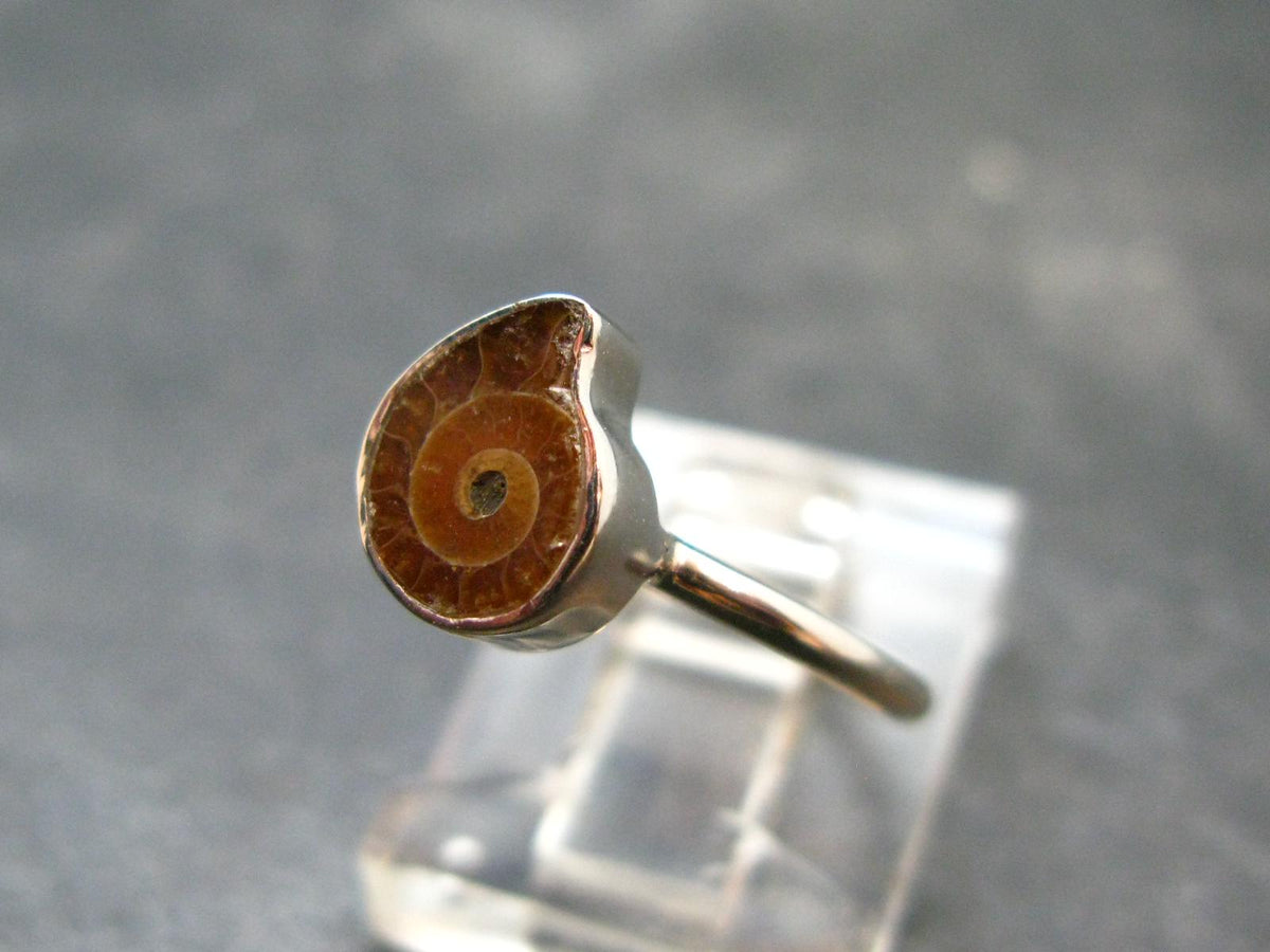 Natural Whole Polished Agatized Ammonite Cleoniceras Sterling Silver Ring from Madagascar - 1.56 Grams - Size 4