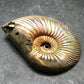 Pyritized Ammonite Fossil From Russia 150 MYO - 1.7" - 24.76 Grams