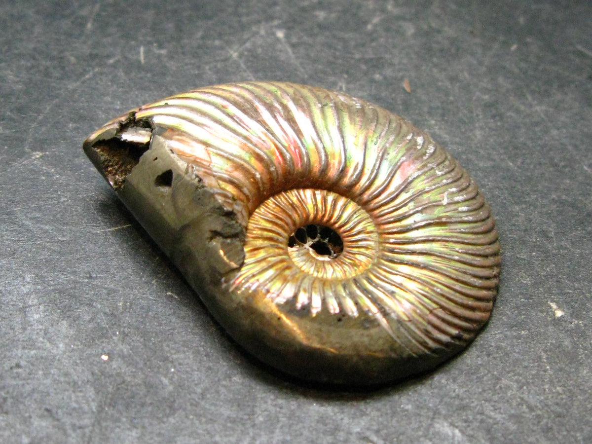 Pyritized Ammonite Fossil From Russia 150 MYO - 1.7" - 24.76 Grams