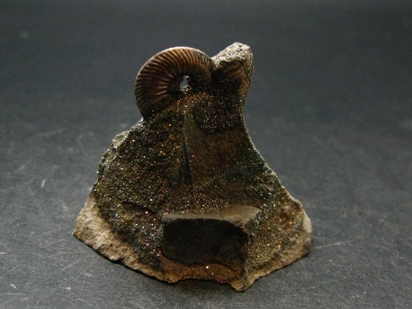 Pyritized Ammonite Fossil On Pyrite Matrix From Russia 150 MYO - 1.6" - 43.38 Grams