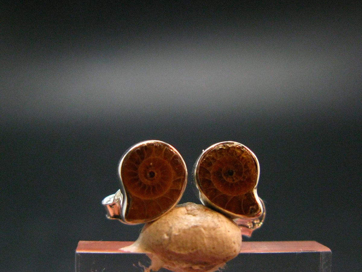Cute Small Natural Polished Pyritized Ammonite Fossil Stud Earrings In Sterling Silver from Madagascar - 1.57 Grams