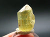 Large Gem Golden Apatite Crystal From Mexico - 0.6" - 7.27 Grams