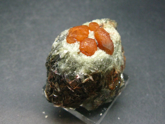 Rare Spessartine Spessartite Orange Garnet Crystal Cluster From Tanzania - 50.3 Grams - 1.7"