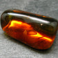 Insects in Amber Piece From Baltic Sea - 5.78 Grams - 1.2"