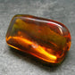 Insects in Amber Piece From Baltic Sea - 5.78 Grams - 1.2"