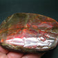 Ammolite Ammollite Fossil From Alberta Canada - 3.7" - 157.2 Grams