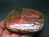 Ammolite Ammollite Fossil From Alberta Canada - 3.7" - 157.2 Grams