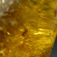 Insects in Amber Piece From Colombia - 12.82 Grams - 2.1"