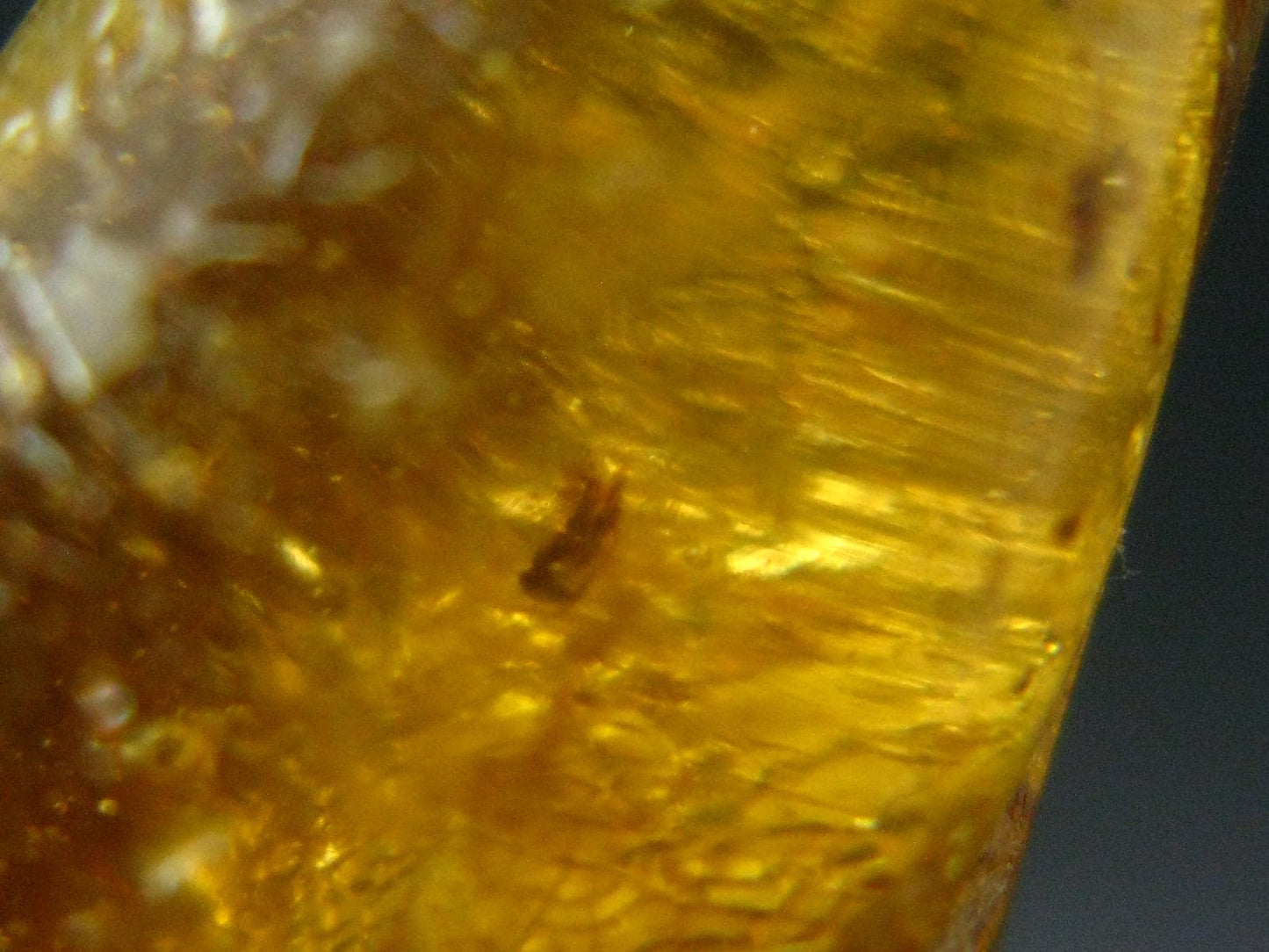 Insects in Amber Piece From Colombia - 12.82 Grams - 2.1"