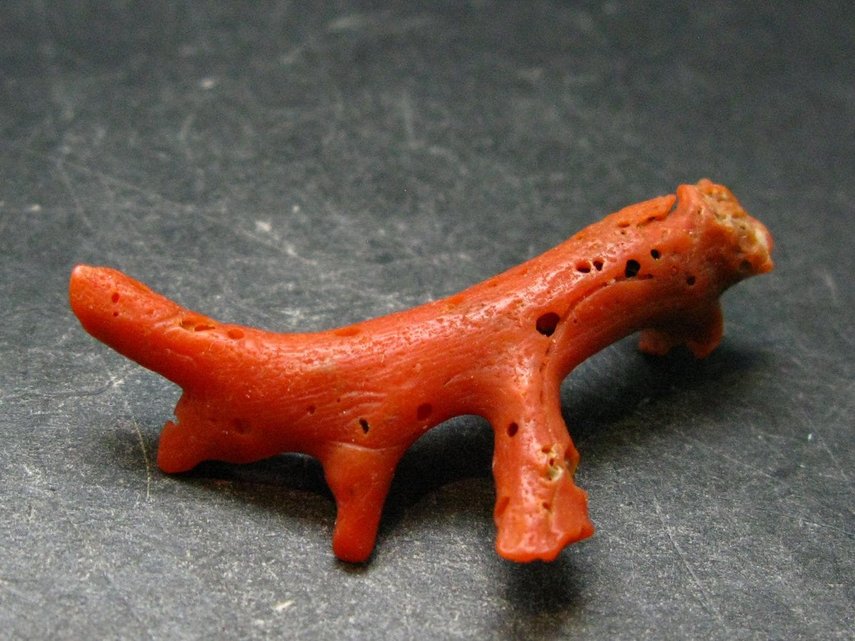 Rare Natural Red Coral From Italy - 1.8" - 2.77 Grams