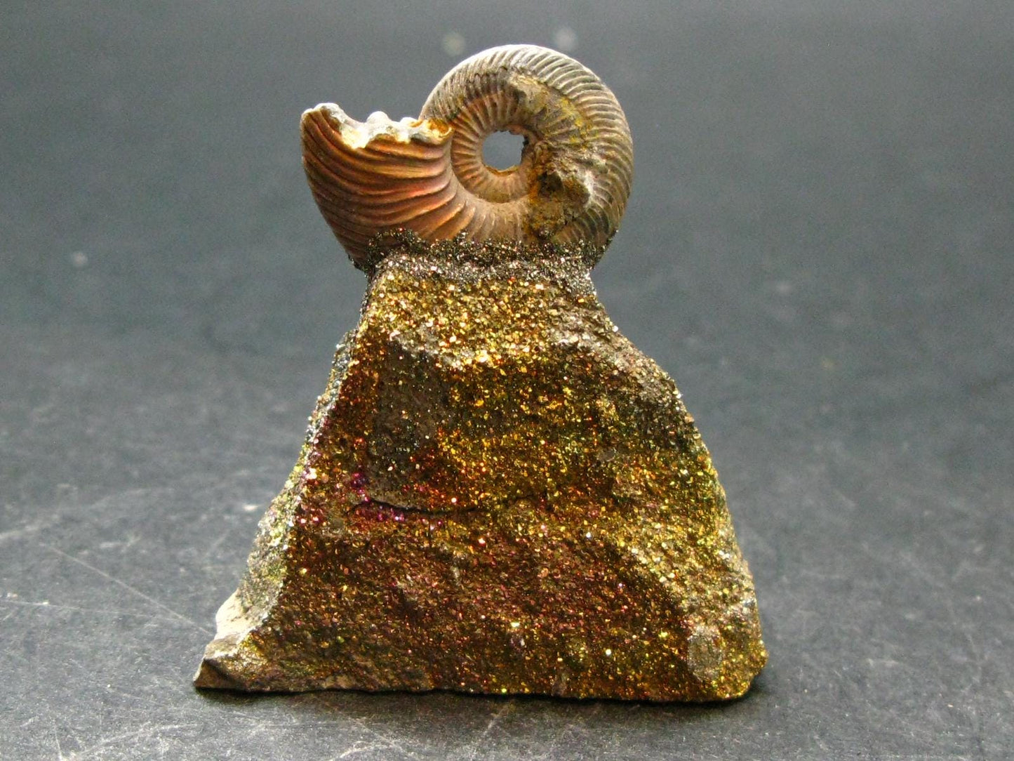 Pyritized Ammonite Fossil On Pyrite Matrix From Russia 150 MYO - 1.7" - 35.80 Grams