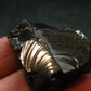 Elite Shungite Raw Piece from Russia - 1.4" - 11.81 Grams