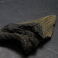 Megalodon Shark Tooth 7 MYO From S. Carolina USA - 1.9"