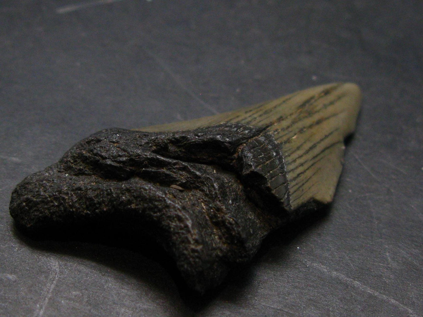 Megalodon Shark Tooth 7 MYO From S. Carolina USA - 1.9"