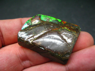 Ammolite Ammollite Fossil From Alberta Canada - 1.4" - 11.7 Grams