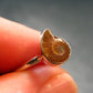 Natural Whole Polished Agatized Ammonite Cleoniceras Sterling Silver Ring from Madagascar - 1.81 Grams - Size 6